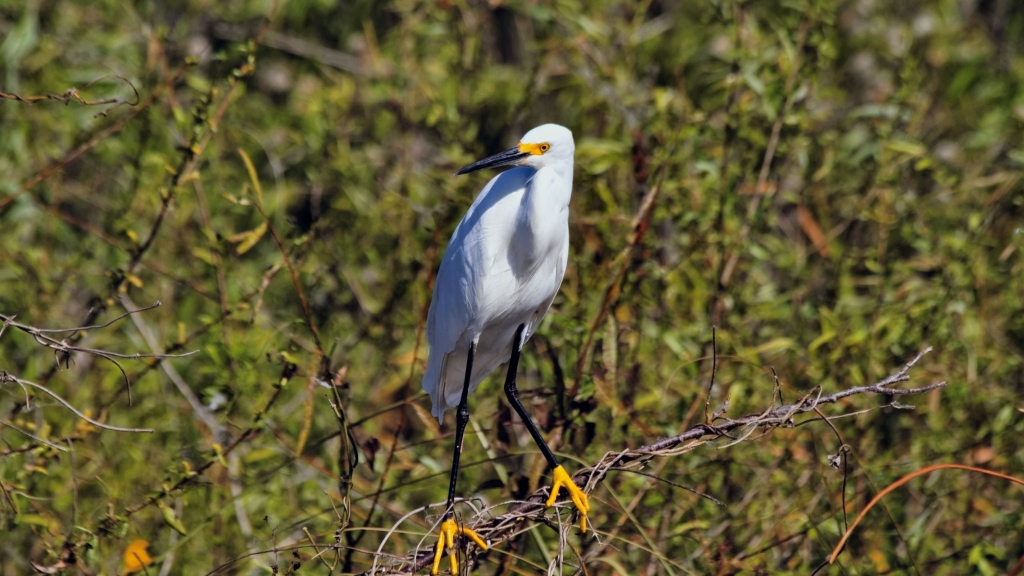02 - Everglade NP (36) Grande Aigrette.jpg